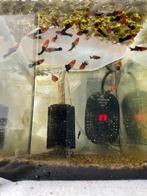 Koi Zwaarddrager, Dieren en Toebehoren, Vis, Zoetwatervis