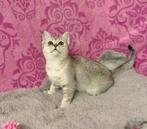 Nog ÉÉN Britse Korthaar Kitten Poesje, Dieren en Toebehoren, Meerdere dieren, Ontwormd, 0 tot 2 jaar