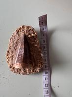 Mosasaurus hoffmani tand in matrix, Ophalen of Verzenden, Fossiel