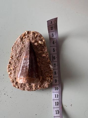 Mosasaurus hoffmani tand in matrix beschikbaar voor biedingen