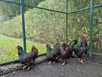 Liefst 5 hennen + 1 haan Barnevelders GROOT Dubbel gezoomd !, Dieren en Toebehoren, Pluimvee, Meerdere dieren, Kip
