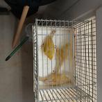Isabel geel kanarie, Dieren en Toebehoren, Vogels | Kanaries, Meerdere dieren, Kleurkanarie
