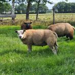 Witte texelaar rammen, Dieren en Toebehoren, Schapen, Geiten en Varkens, Mannelijk, Schaap, 0 tot 2 jaar