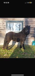 Shetlander merrie, Hengst, Niet van toepassing, A pony (tot 1.17m), 0 tot 2 jaar