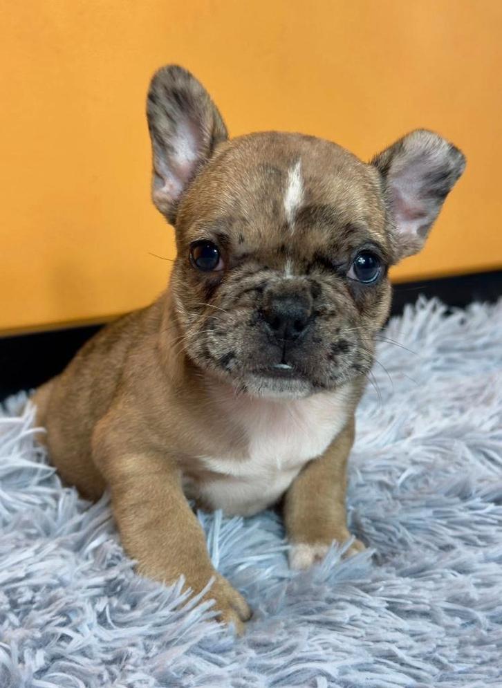 Franse bulldog puppys, Dieren en Toebehoren, Honden | Bulldogs, Pinschers en Molossers, Reu, Bulldog, Fokker | Professioneel, Meerdere