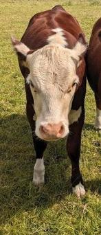 Gezocht hereford vaarskalf, Dieren en Toebehoren, Runderen, Mannelijk
