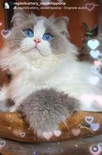 Herplaatser ragdoll kater gecastreerd, Dieren en Toebehoren, Kater, Ontwormd