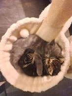Kittens Brits korthaar, Dieren en Toebehoren, Katten en Kittens | Raskatten | Korthaar, Meerdere dieren