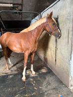 D pony braaf, Dieren en Toebehoren, Merrie