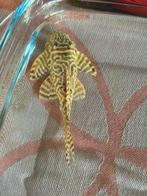 L066 pleco, Dieren en Toebehoren, Vis