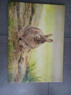 Schilderij van een konijn, Minder dan 50 cm, Ophalen of Verzenden, Zo goed als nieuw, Foto of Poster