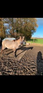 Weidemaatje gezocht, Dieren en Toebehoren, Ophalen of Verzenden
