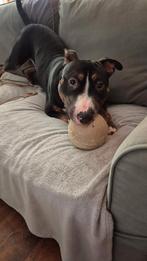 Pitbull x Bul terriër mix pup, Dieren en Toebehoren, Honden | Jack Russells en Terriërs, Bull Terriër, 15 weken tot 1 jaar, Reu