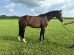 Veel belovende 3 jarige hengst, Dieren en Toebehoren, Paarden, Gechipt, Dressuurpaard, Hengst, Onbeleerd