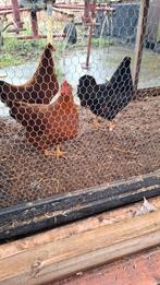 3 jonge Wyandotte kriel hennen, Dieren en Toebehoren, Pluimvee, Vrouwelijk, Kip