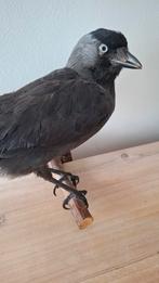 Opgezette Kauw Vogel - Uitstekende Kwaliteit, Antiek en Kunst, Curiosa en Brocante, Ophalen of Verzenden
