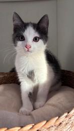 Lieve half perzische kittens, Dieren en Toebehoren, Meerdere dieren, Kortharig, 0 tot 2 jaar