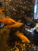 vis, Dieren en Toebehoren, Reptielen en Amfibieën, 0 tot 2 jaar