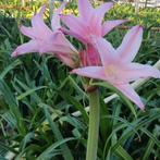 Crinodonna (Amarcrinum Howardii) bollen, Ophalen of Verzenden, Voorjaar, Volle zon, Bloembol