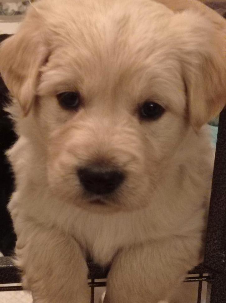 Herder/flatcoat x golden retriever reutje pups te koop, Dieren en Toebehoren, Honden | Niet-rashonden, Middel, Meerdere dieren