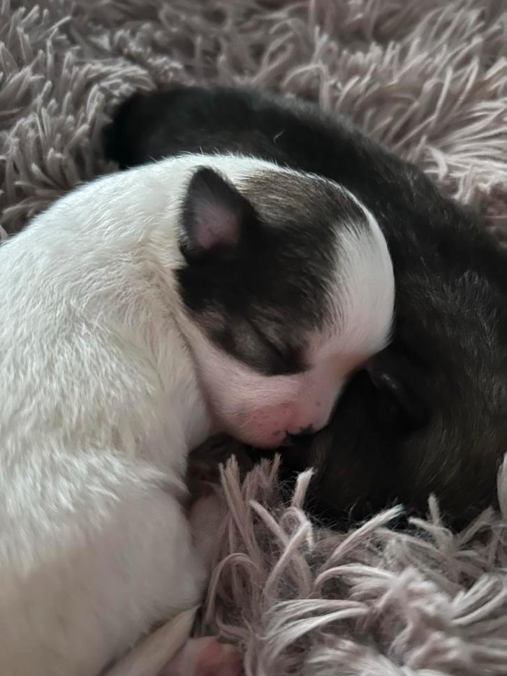 3 practige pomchi pups, Dieren en Toebehoren, Honden | Niet-rashonden, Klein, Meerdere dieren, Particulier, Meerdere, Nederland