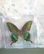 Opgezette Vlinder in Transparant Bakje, Ophalen of Verzenden, Nieuw, Insect, Opgezet dier