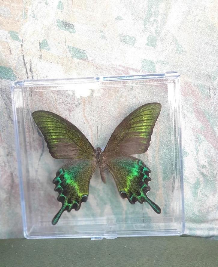 Opgezette Vlinder in Transparant Bakje, Verzamelen, Dierenverzamelingen, Nieuw, Opgezet dier, Insect, Ophalen of Verzenden