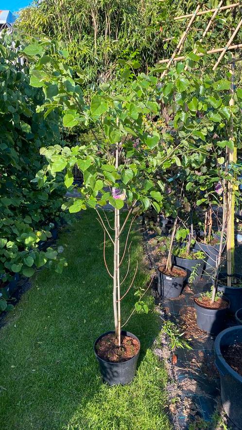 Cercis pink pom poms 1,80 hoog €60, Tuin en Terras, Planten | Bomen, Overige soorten, Ophalen