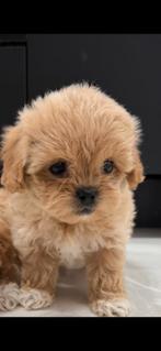 Shihpoo, Poedel, 15 weken tot 1 jaar, Parvo, Meerdere