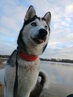 Lieve hondenoppas in Voorschoten gezocht