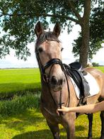 Rebel, brave 3 jarige merrie, Dieren en Toebehoren, Pony's, Merrie, Recreatiepony, 3 tot 6 jaar
