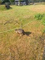 Wallaby kangoeroe parma   Parma kangoeroes te koop, Dieren en Toebehoren, Ophalen of Verzenden, Zo goed als nieuw