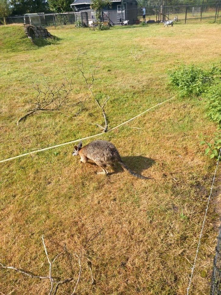 Wallaby kangoeroe parma   Parma kangoeroes te koop, Dieren en Toebehoren, Overige Dieren-accessoires, Zo goed als nieuw, Ophalen of Verzenden