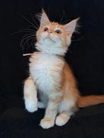 Maine coon kittens met stamboom en volledig geteste ouders, Dieren en Toebehoren, Katten en Kittens | Raskatten | Langhaar, Meerdere dieren