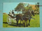 24) Kleuren Ansichtkaart Paarden, Verzamelen, Ansichtkaarten | Dieren, Verzenden, 1960 tot 1980, Gelopen, Paard