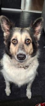 ., Dieren en Toebehoren, Honden | Niet-rashonden, 6 jaar of ouder, Eén hond, Nederland, Particulier