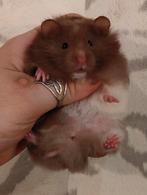 Jonge Syrische Hamsters / Goudhamsters Beschikbaar, Meerdere dieren, Hamster, Na 1 juli 2024