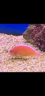 amphiprion perideraion, Dieren en Toebehoren, Vis, Zoutwatervis