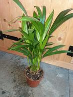 Kamerplant Dypsis lutescens, Ophalen, Halfschaduw, Minder dan 100 cm