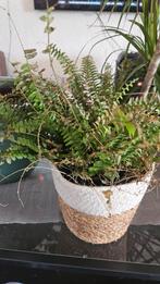 Plant for free, Tuin en Terras, Planten | Tuinplanten, Ophalen, Zomer, Overige soorten