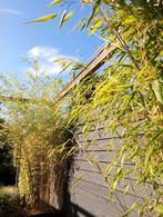 Te koop 2 Bamboe struiken inclusiefpot, Tuin en Terras, Bloeit niet, Halfschaduw, Overige soorten, 100 tot 250 cm