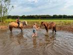Buitenstalling in groepsverband met veel ruimte, Dieren en Toebehoren, Stalling en Weidegang, Weidegang