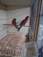 1 koppel  penanten  van 2024, Meerdere dieren, Parkiet