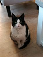 Lieve dame, Dieren en Toebehoren, Katten en Kittens | Overige Katten, Poes