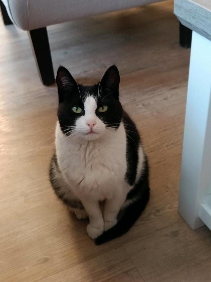 Lieve dame, Dieren en Toebehoren, Katten en Kittens | Overige Katten, Poes
