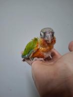 Jonge pyrrhura, Dieren en Toebehoren, Parkiet, Geringd