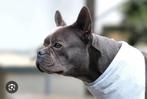 Gezocht Franse Bulldog Teefje, Dieren en Toebehoren, 15 weken tot 1 jaar, CDV (hondenziekte), Teef, Bulldog