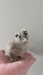 Prachtige zijdehoen kuikens * alleen hennen *, Dieren en Toebehoren, Pluimvee, Vrouwelijk, Kip