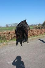 Knap paard te koop, Dieren en Toebehoren, Paarden, Gechipt, Ruin, Dressuurpaard, L