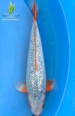 084 Ginrin Asagi, Karper of Koi